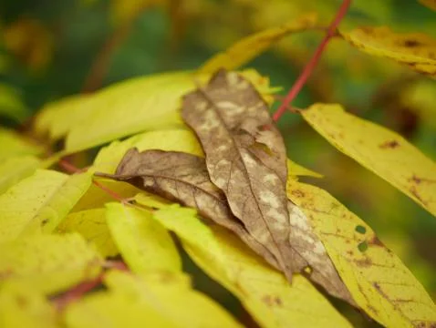 Autumn Stock Photos