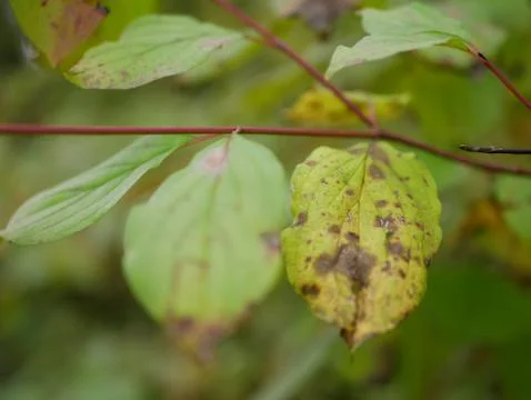 Autumn Stock Photos