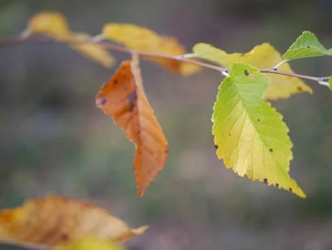 Autumn Foto stock