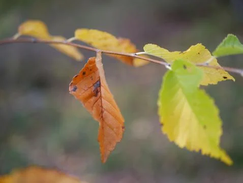 Autumn Stock Photos