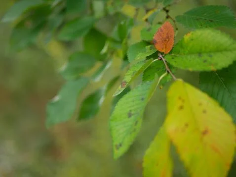 Autumn Foto stock