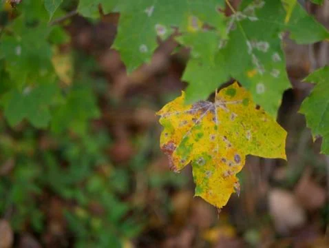 Autumn Stock Photos