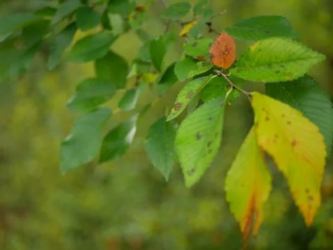 Autumn Foto stock