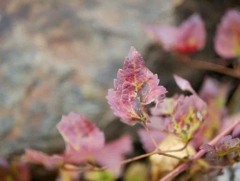 Autumn Stock Photos