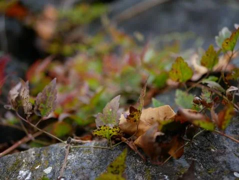 Autumn Stock Photos