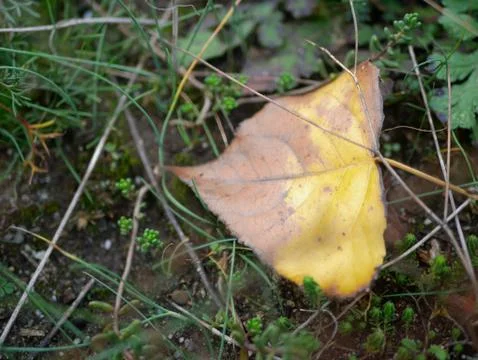 Autumn Stock Photos