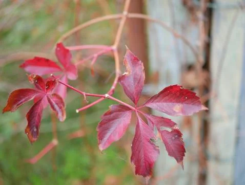 Autumn Foto stock