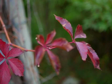 Autumn Stock Photos