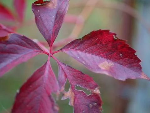 Autumn Stock Photos