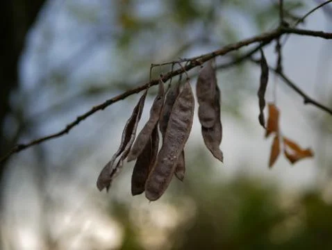 Autumn Foto stock