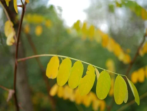 Autumn Foto stock