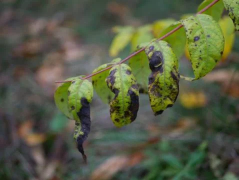 Autumn Foto stock