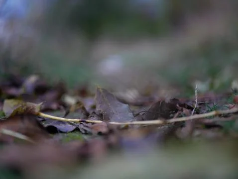 Autumn Foto stock