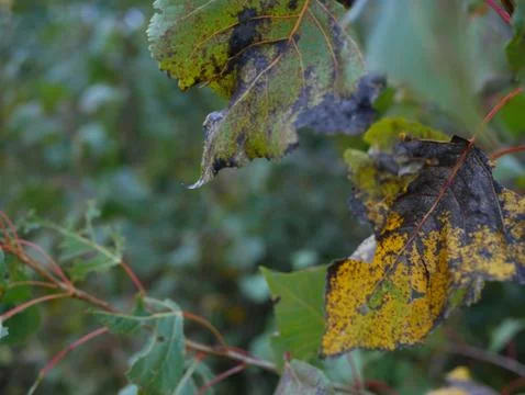 Autumn Stock Photos