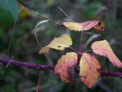 Autumn Stock Photos