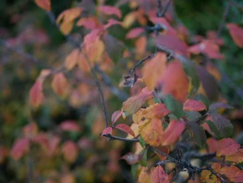 Autumn Foto stock
