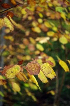 Autumn Stock Photos