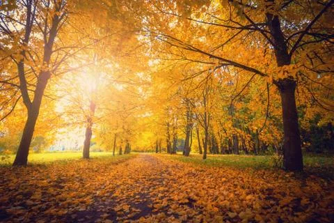 Autumn Stock Photos
