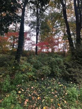 Autumn 库存照片