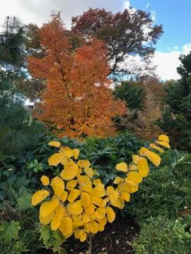 Autumn 스톡 사진