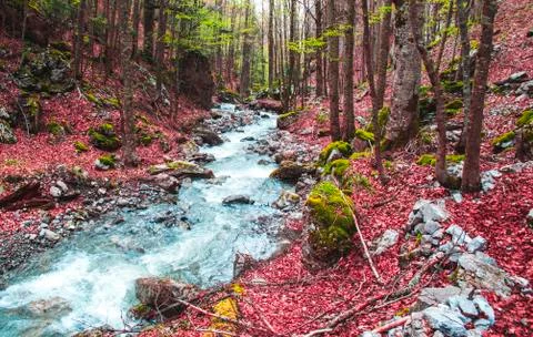 Autumn Stock Photos