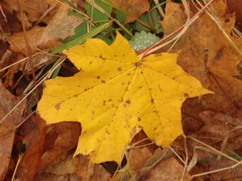Autumn Stock Photos