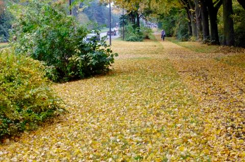 Autumn Stock Photos