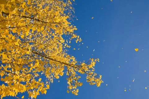 Autumn Stock Photos