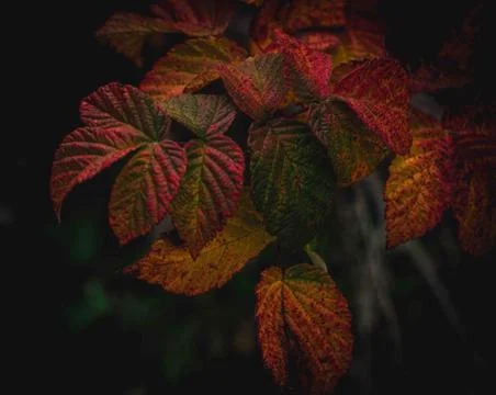 Autumn. Stock Photos