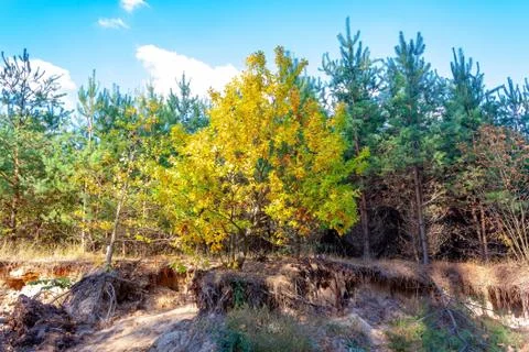 Autumn. Stock-Fotos