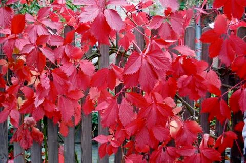 Autumn Stock Photos