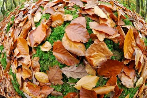 Autumn Stock Photos