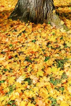 Autumn Stock Photos