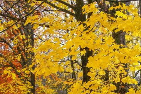 Autumn Stock Photos