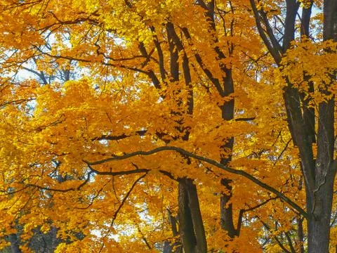 Autumn Stock Photos