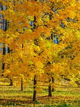 Autumn Stock Photos