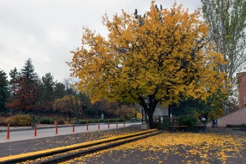 Autumn Stock Photos