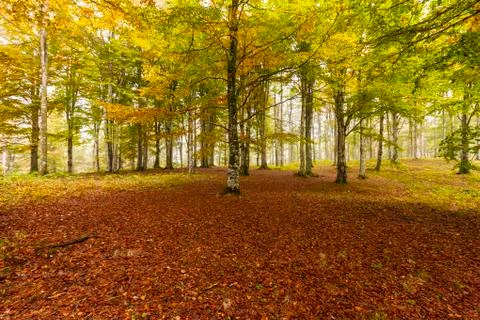 Autumn Stock Photos