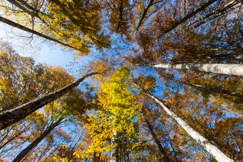 Autumn Stock Photos