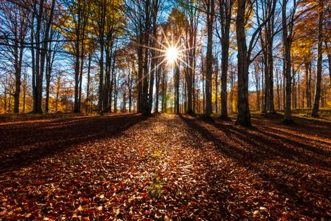 Autumn Stock Photos