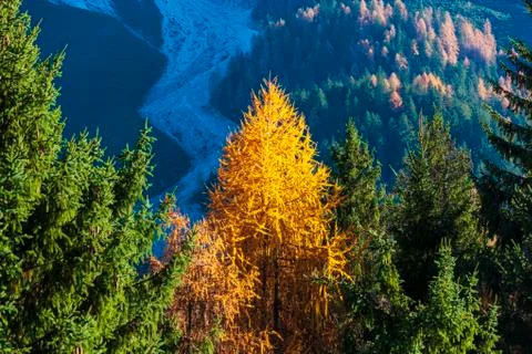 Autumn Stock Photos
