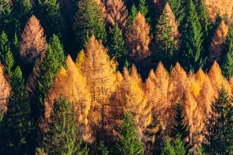 Autumn Stock Photos