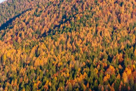 Autumn Stock Photos