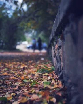 Autumn  Foto stock