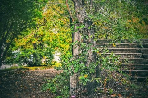 Autumn  Foto stock