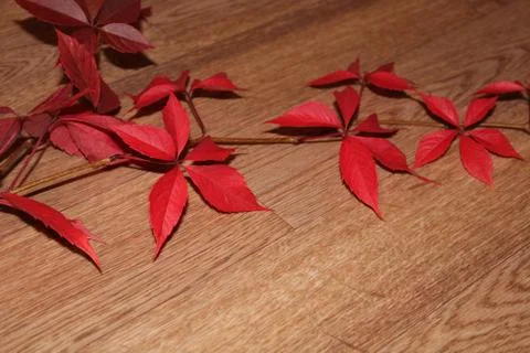 Autumn Stock Photos