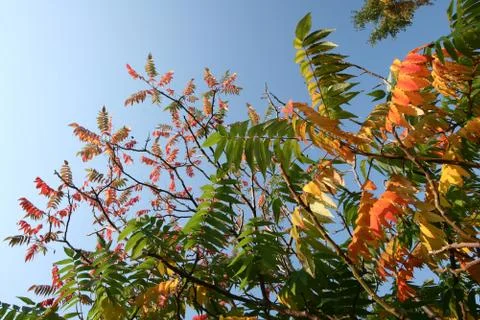 Autumn Stock Photos