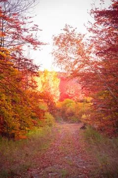 Autumn Stock Photos