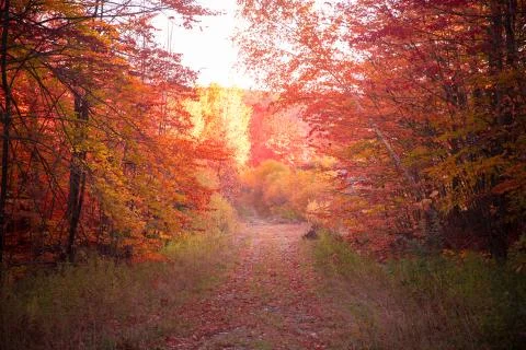 Autumn Stock Photos