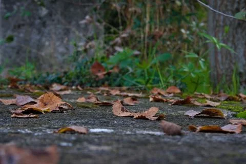 Autumn Stock Photos